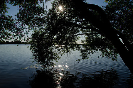 柳树枝湖湖水太阳的反射图片