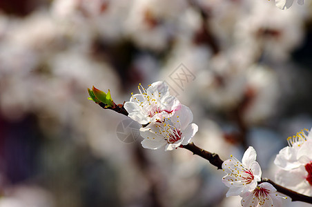 红杏花在树枝上 春天蓝色植物气候花瓣园艺分支机构树木植物群耀斑阳光图片