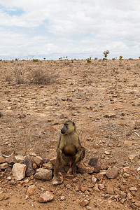 肯尼亚的Baboon毛皮动物野生动物灵长类哺乳动物女性橙子棕色狒狒荒野图片