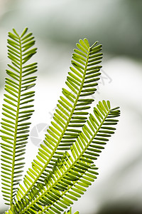 美丽的叶线公园植被自然蕨类植物群宏观叶子森林花园植物背景