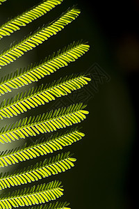 美丽的叶线植物学植物叶子自然森林蕨类花园宏观植物群公园图片