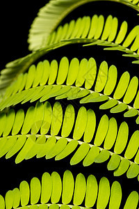 美丽的叶线植物学花园公园森林自然植物蕨类叶子植被植物群图片