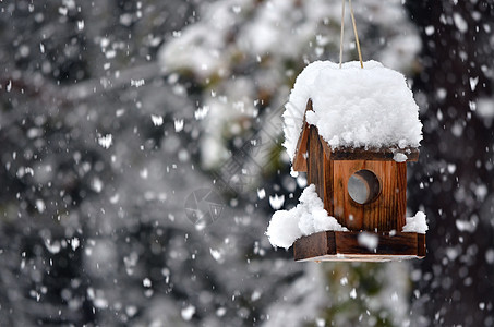 冬天的鸟屋花园薄片动物木头季节冻结白色降雪庇护所鸟巢图片