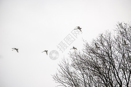 飞天鹅天空荒野白色移民团体野生动物编队翅膀鸟类航班图片