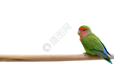 Parrot 鹦鹉白色蔷薇异国宠物绿色情调红色背景图片