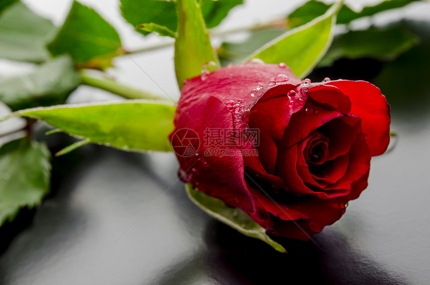 黑色背景的红玫瑰周年庆典礼物植物压痛宏观红色浪漫纪念日图片