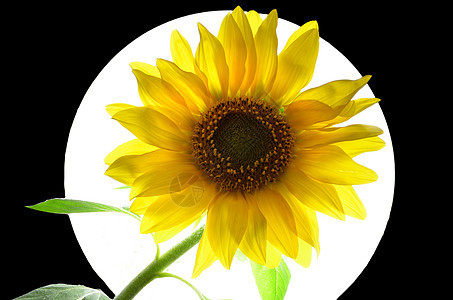 向日向白色黄色圆圈植物背景图片