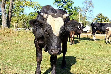 公牛和奶牛牛角黑色蹄子房子耳朵动物尾巴眼睛图片