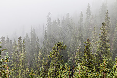 雾中的山林图片