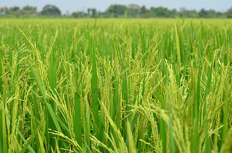 大米农场环境食物生长场地背景稻田庄稼植物谷类绿色图片
