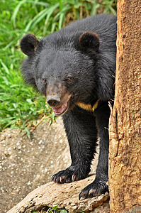 亚洲黑熊力量哺乳动物情调捕食者食肉野生动物荒野动物园动物热带图片