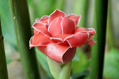 Etlingera 节食者荒野明星种子旅行叶子雨林植物群花园植被玫瑰图片