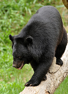 亚非黑熊硬木荒野野生动物木材控制板力量材料捕食者装饰木头图片