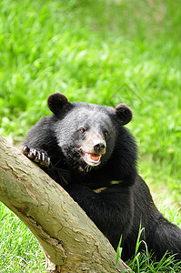 亚非黑熊毛皮风格木头野生动物材料装饰木工桌子建造控制板图片