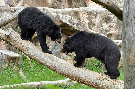 亚非黑熊哺乳动物危险风格木材荒野木板动物装饰硬木桌子图片