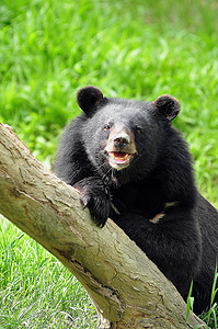 亚非黑熊毛皮动物野生动物硬木桌子力量哺乳动物控制板木头木材图片