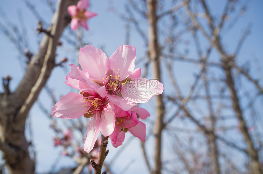 粉杏花植物群花瓣水平分支机构粉色季节季节性图片