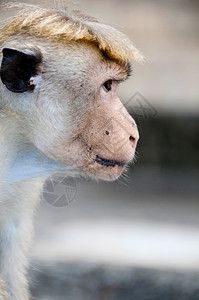 智能外观肖像发型荒野猎豹皱纹灵长类宠物思维动物园灰色丛林背景图片