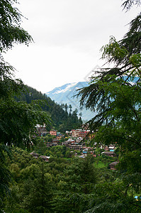 高山之间的山谷针叶树枝条旅行村庄阴霾树干森林野生动物假期蓝色图片