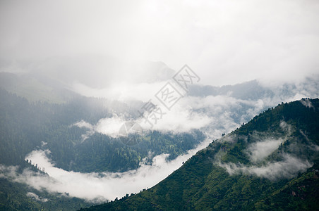 雷在山上的雾中挣扎着游览树干阴霾森林阳光天气针叶树天线斗争风景图片