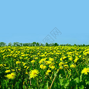 dandelion 字段环境叶子花园植物场地农场太阳幸福季节美丽图片