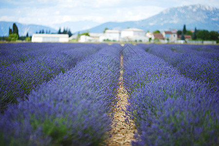 淡紫地农场风景香味植物花朵芳香疗法收成线条天空背景图片