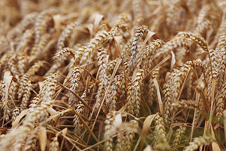 田地上小麦特写大麦农村面包农田金子耳朵植物国家食物谷物图片