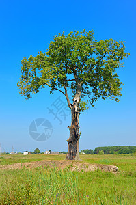 Oak 橡木场地绿色草地农业乡村地平线土地天空孤独农场图片