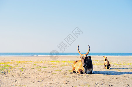 奶牛喇叭棕色家畜反刍动物动物群乡村海洋天空畜牧业哺乳动物图片