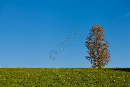 美丽的秋天风景和蓝色的天空地平线墙纸场地植物群太阳树叶土地天气阳光天堂图片