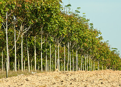 橡胶种植园乳胶场景热带阴影丛林收获庄园橡皮树干风景图片