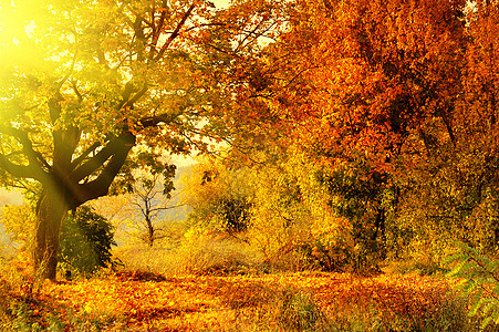 秋天森林 有太阳光束阳光地球植物生长金子场景人行道叶子公园木头图片