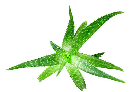 白色隔离的绿色 aloe vera图片