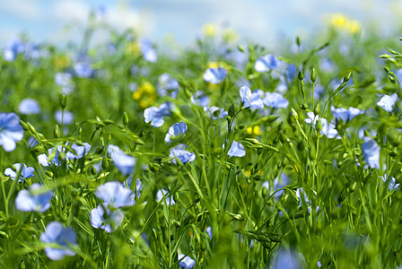 绿花蓝色亚麻礼物院子花园花瓣场景宏观场地园艺背景图片