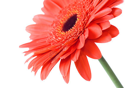 白色的红日经格培拉头部花束礼物宏观花瓣季节格柏生日植物群雏菊植物图片