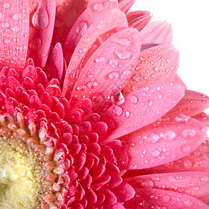 粉红色的菊花 白上隔着水滴植物群礼物生日植物雏菊气泡宏观雨滴生长季节图片