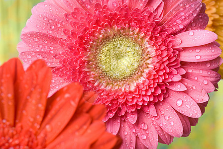 粉色菊花 带水滴礼物雏菊季节宏观格柏花瓣植物生日植物群花束图片