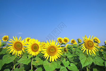 蓝天向向向向日葵田天空植物学晴天植物群向日葵蓝色生长太阳植物文化图片