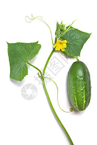 绿黄瓜 白的叶子和花朵 白的与世隔绝花园植物宏观厨房市场季节收成树叶食物蔬菜图片