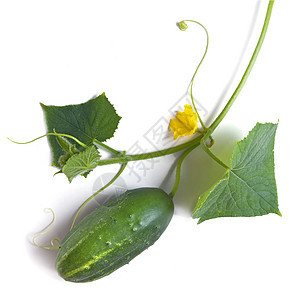 绿黄瓜 白的叶子和花朵 白的与世隔绝收成蔬菜植物农业花园营养季节饮食厨房食物图片
