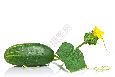 绿黄瓜 白的叶子和花朵 白的与世隔绝蔬菜饮食树叶文化收成市场厨房营养植物季节图片