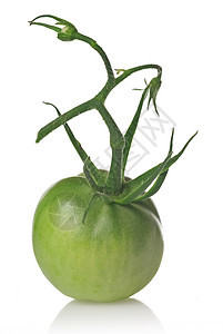 白上孤立的绿番茄食物蔬菜绿色营养白色西红柿植物花园圆形收成图片