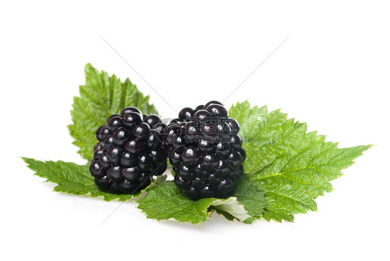 白纸上孤立的绿叶上的黑莓叶子白色黑色水果绿色宏观反射食物浆果饮食图片