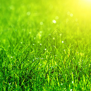 绿草背景 有太阳光束图片