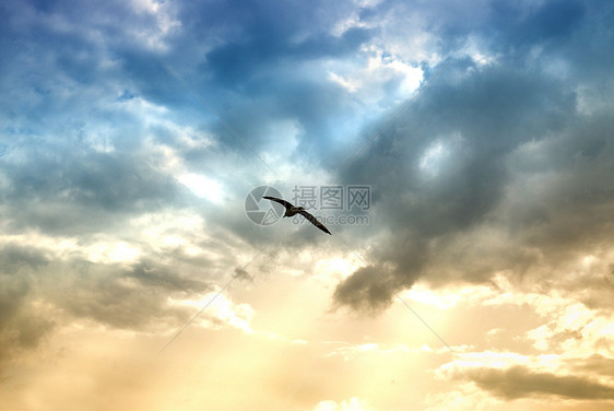 与带太阳束的飞鸟云图片