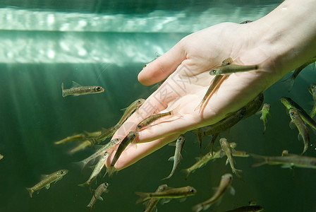 与鱼一起用手拿水为皮肤护理而饮食女士保健药品魅力治疗女性卫生安全海浪手臂图片
