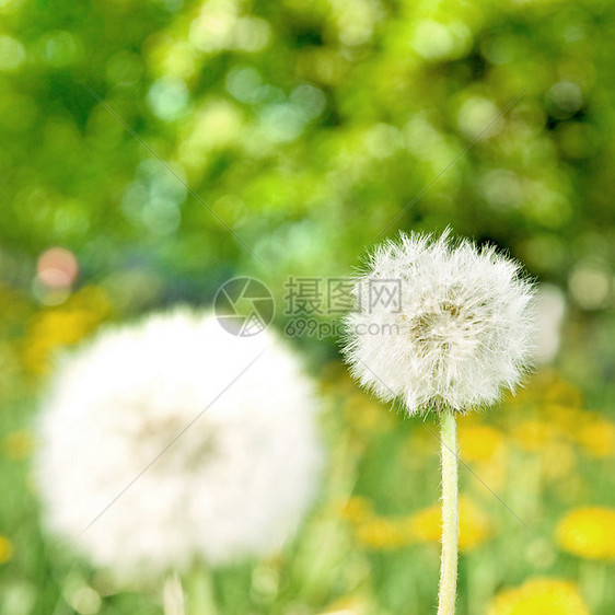 绿色自然背景的花草图片