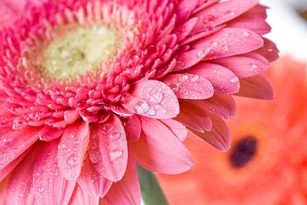 用水滴紧贴粉红菊花花束紫色叶子礼物生长雏菊花瓣格柏宏观季节图片