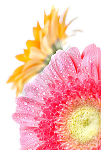 粉红色的菊花 白上隔着水滴植物雏菊生长礼物叶子宏观雨滴格柏植物群花瓣图片