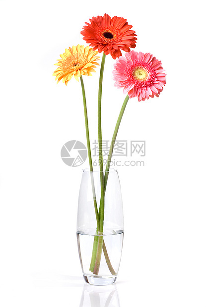 玻璃花瓶中的雏菊非洲菊花束 与白色隔离宏观季节生长花瓣叶子美丽植物群植物紫色格柏图片